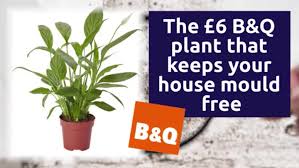 the 6 b q plant that will make sure no