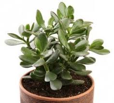 Maybe you would like to learn more about one of these? Jade Plant Money Plant For Good Luck Symbolism Superstition