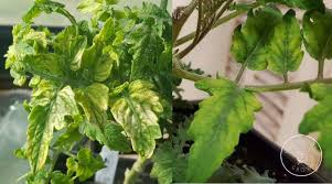 Tomato Leaf Problems A Visual Guide You Should Grow
