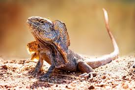 things you didn t know lizards could do