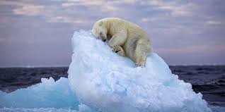 shot of polar bear on iceberg bed wins