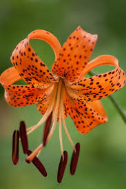 splendens orange tiger lily plants