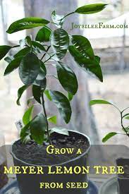 grow a meyer lemon tree from seed