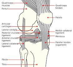 Below you can see a detailed diagram of the knee. Medial Collateral Ligament Wikipedia