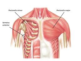 strained chest muscle