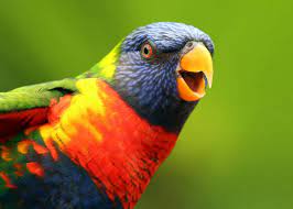 26 of the most colorful birds on the