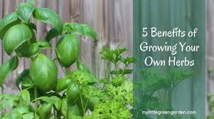 5 Benefits Of Growing Your Own Herbs