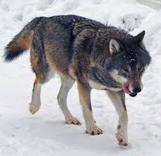 Wolf Wikipedia