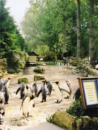 cotswold wildlife park going wild over