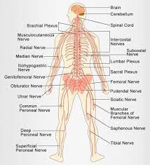 The nervous system consists of the central and the peripheral nervous system. Human Nervous System Diagram Human Nervous System Nervous System Diagram Human Body Nervous System