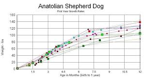Puppy Data Puppy Growth Chart Anatolian Shepherd Puppies
