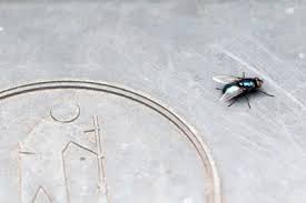 Eine fliegenfalle lässt sich ganz einfach selber basteln. Fliegen Auf Dem Dachboden Beseitigen Fliegenplage Loswerden Gartenlexikon De