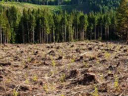 Florestas do mundo já perderam uma África do Sul por devastação desde 1990  - Época Negócios | Resultados