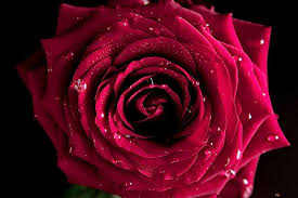 single red rose flower hd wallpaper