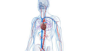 Blood vessels are often named after either the region of the body through which. What Is A Vein Definition Types And Illustration