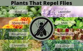 We did not find results for: 9 Plants That Repel Flies And Other Annoying Insects