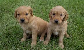 Their affectionate, gentle nature and high intelligence make them loving, loyal companions and the perfect pets for families. Dark Red Golden Retriever Puppies For Sale Near Me Petfinder