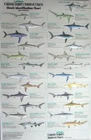 Charts Maps Shark Identification Poster
