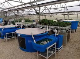 hydroponics aquaponics growing