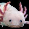 Axolotl Biology Research