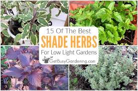 Best Herbs That Grow Well In Shade