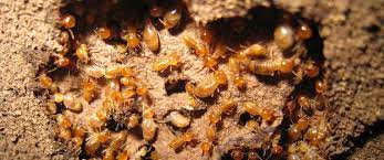 Get Rid Of Termites On Your Property