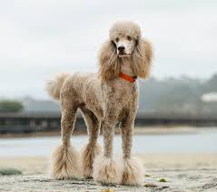 poodle standard puppies and dogs in