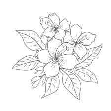 tropical flowers outline png