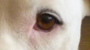 causes of hair loss around dog s eyes