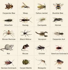Names And Pictures Of Household Pests Very Helpful If You