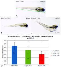 Zebrafish Embryo Length Is Affected By Triadimefon Exposure