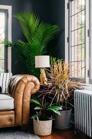 the best plants for any living room