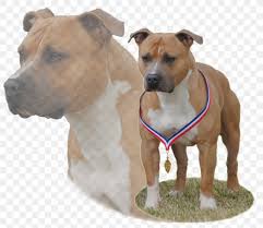 Staffordshire bull terrier information including breed overview, living environment, temperament, health aka (also known as). American Staffordshire Terrier Dog Breed American Pit Bull Terrier Staffordshire Bull Terrier Png 1024x889px American Staffordshire