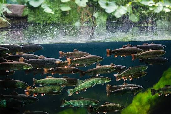 Cold Spring Harbor Fish Hatchery & Aquarium