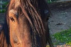 is-braiding-hair-a-horse