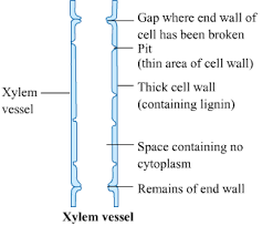 xylem vessel and ii a sieve