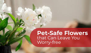 Pet Safe Flowers That Can Leave You