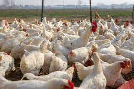 Bird flu (also termed avian influenza or avian influenza a) is an illness that affects wild and h5n8 bird flu has been found in birds since the 1980s and in the northern hemisphere each year since. Gpzfn 6owyvz6m