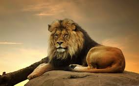 1000 best lion mac wallpapers free hd