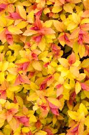 magic carpet spirea onica