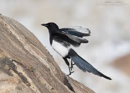 black billed magpie on the rocks of