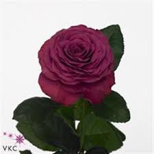 Check spelling or type a new query. Rose Precious Moments 50cm Wholesale Flowers Florist Supplies Uk Wholesale Flowers Online Wedding Flowers Flowers