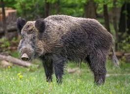 Wild Boar Wikipedia