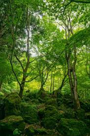 1000+ Green Forest Pictures