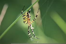 yellow garden spiders good for yards