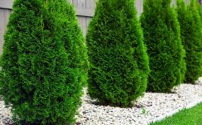The Benefits Of Evergreens For Your