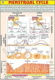 Menstrual Cycle For Human Physiology Chart