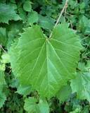 are-wild-grape-leaves-safe-to-eat