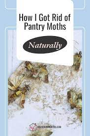 how to get rid of pantry moths