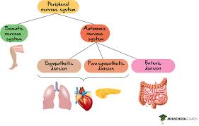 function mcat biology